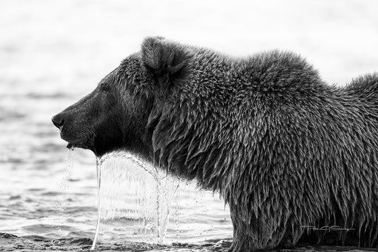 Stalking The Current