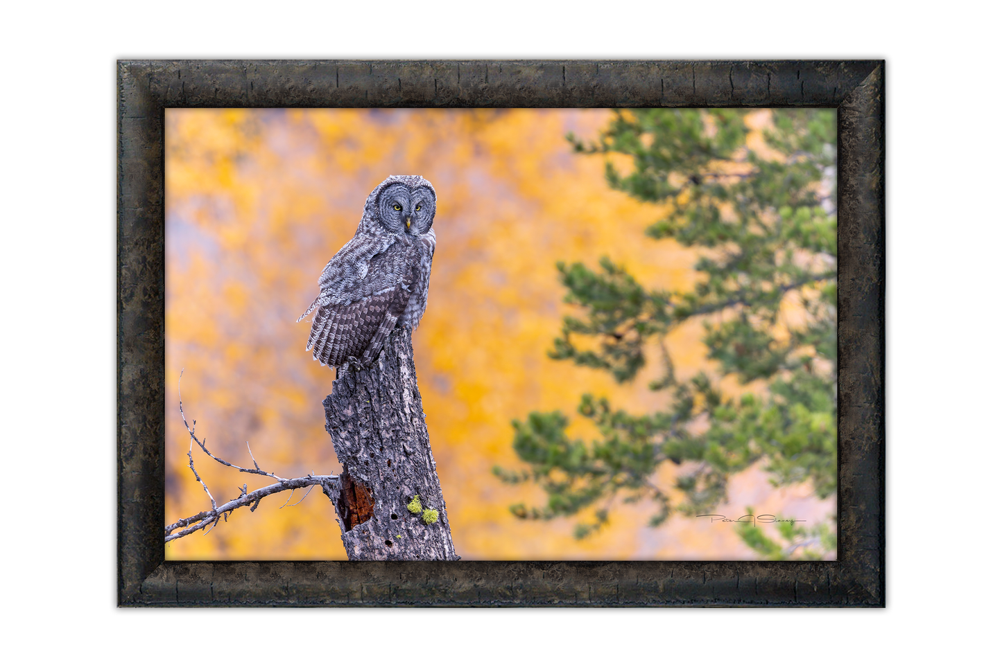 Stillness In The Aspens
