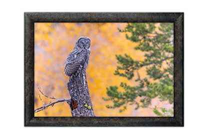 Stillness In The Aspens