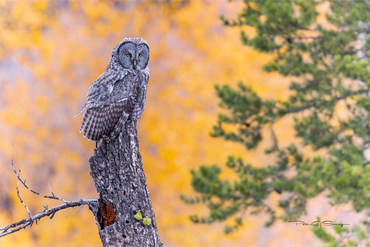 Stillness In The Aspens