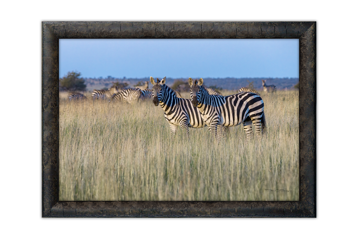 Stripes of the Savannah