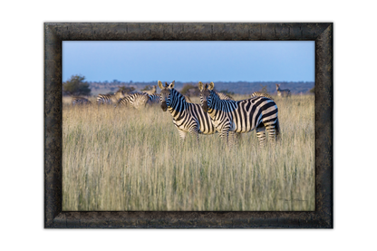 Stripes of the Savannah