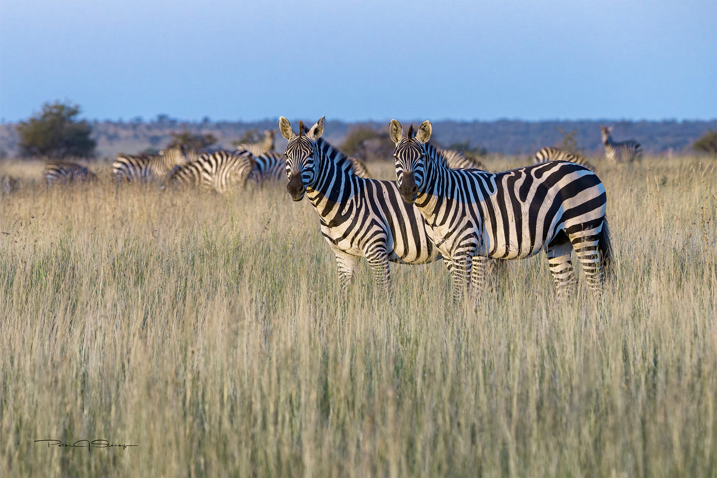 Stripes of the Savannah