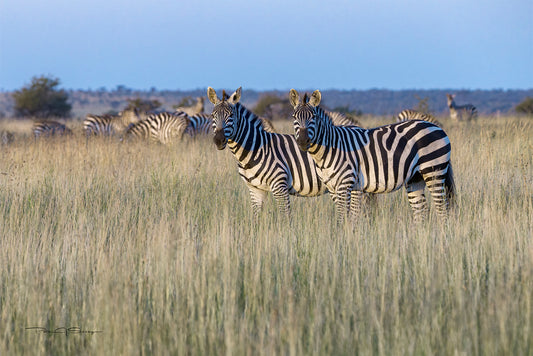 Stripes of the Savannah