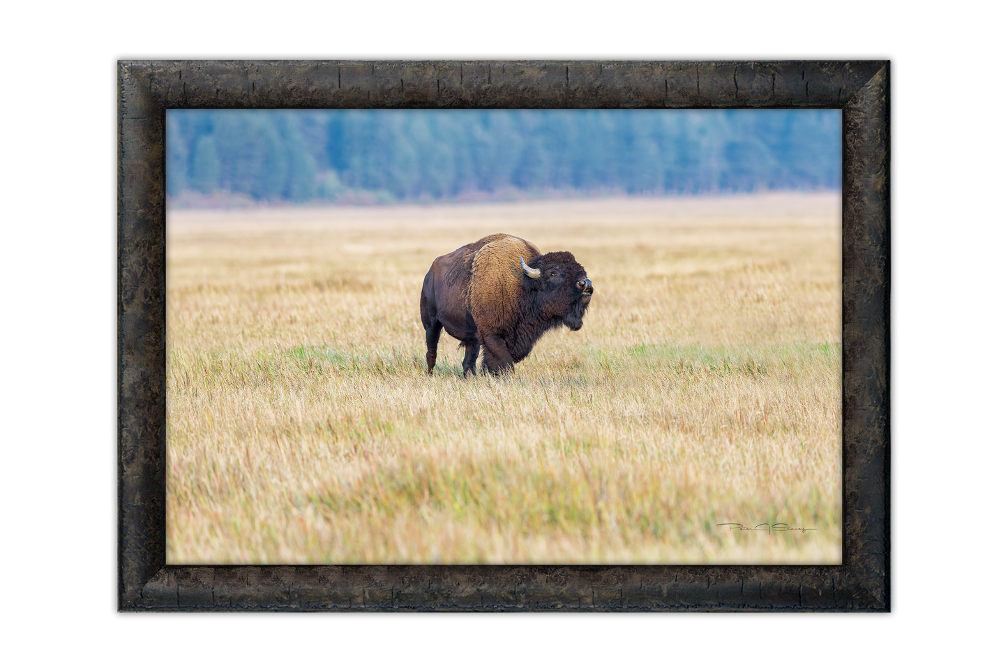 The Bull’s Call