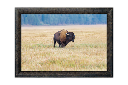 The Bull’s Call