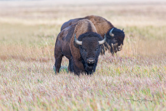 The Challenger Waits