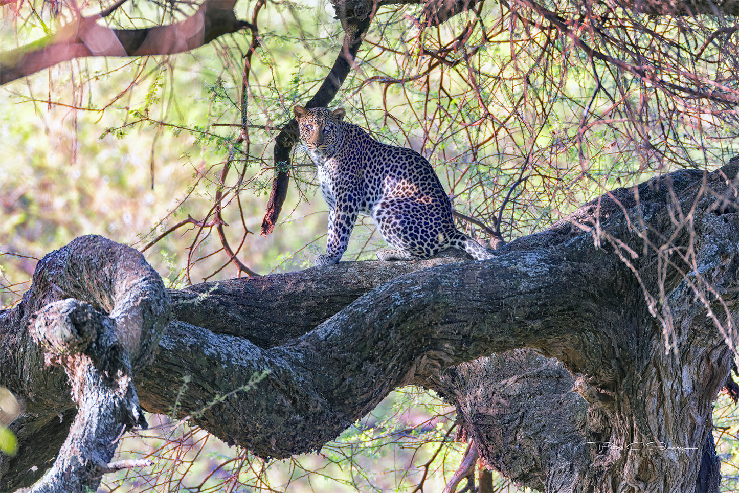 The Leopard Above
