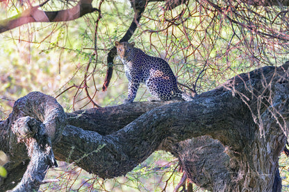 The Leopard Above
