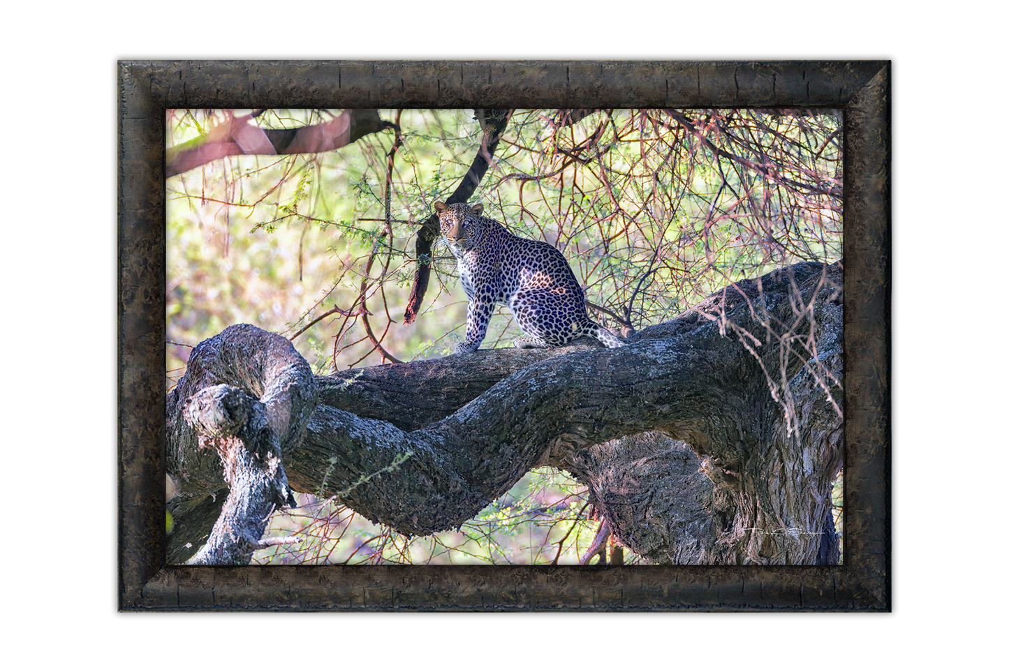 The Leopard Above