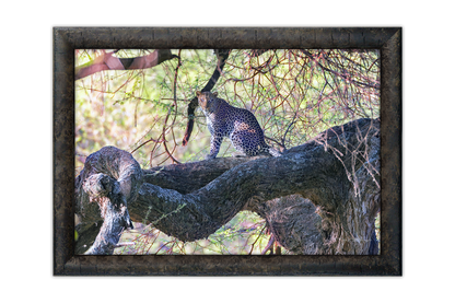 The Leopard Above