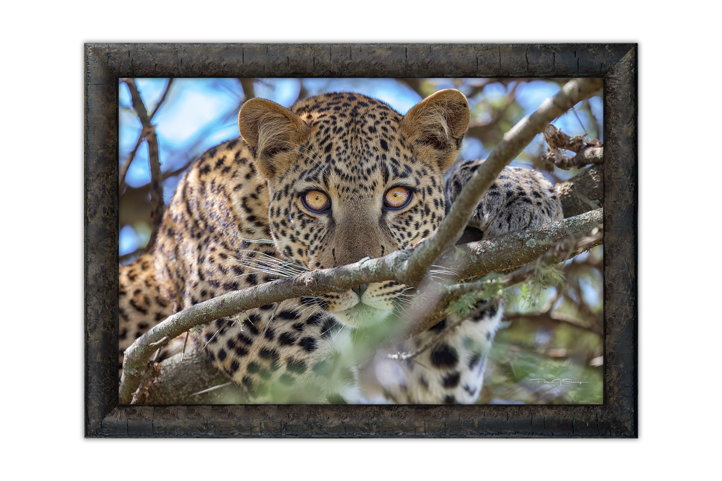 The Leopard's Gaze