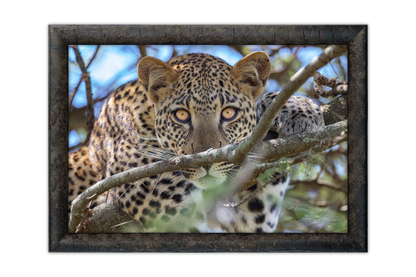 The Leopard's Gaze