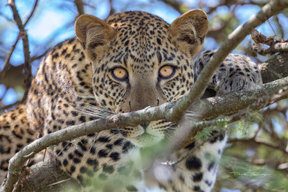 The Leopard's Gaze