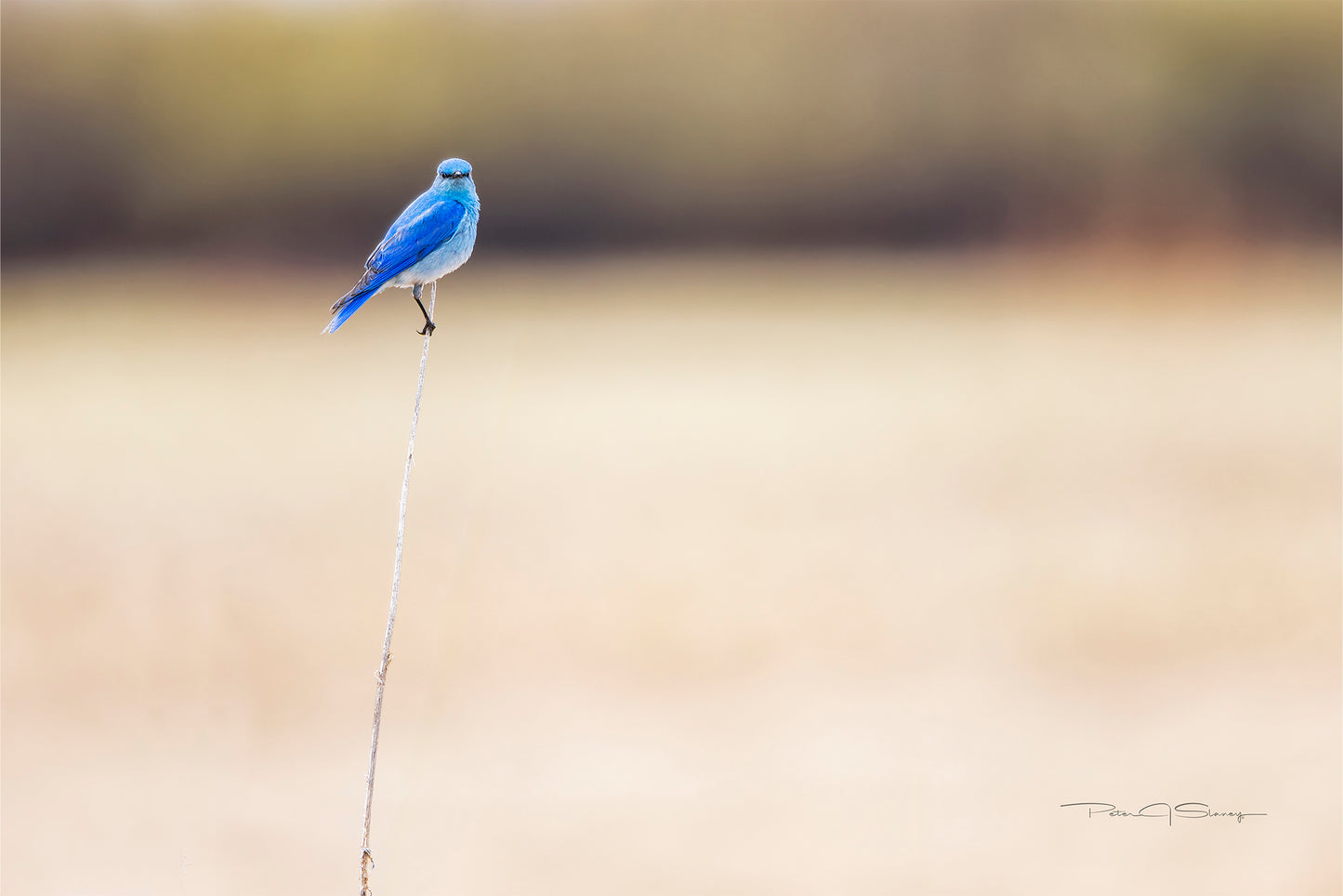 The Lone Perch