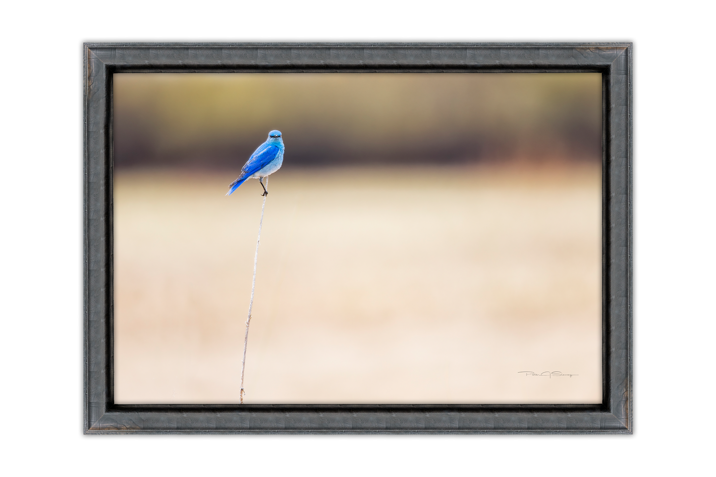 The Lone Perch