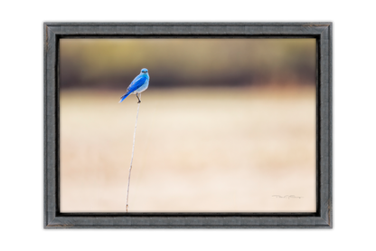 The Lone Perch