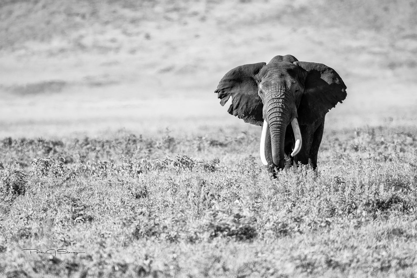 The Old Soul of the Savannah