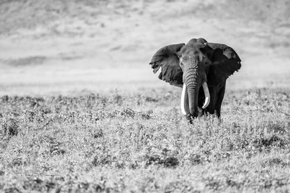 The Old Soul of the Savannah