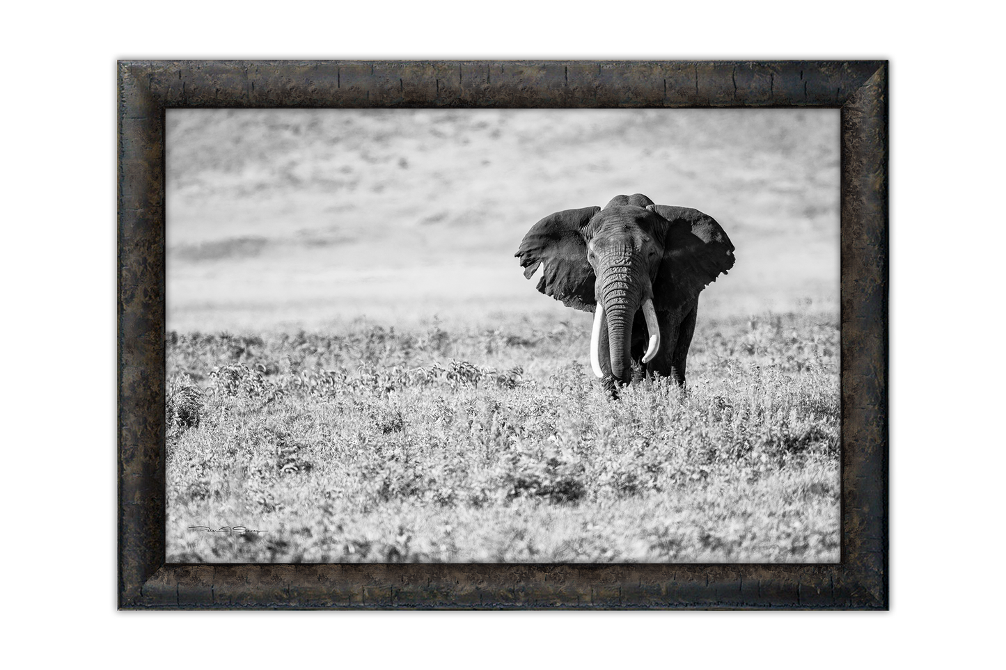The Old Soul of the Savannah