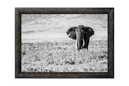 The Old Soul of the Savannah