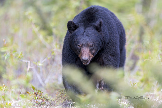 The Path Belongs To Him