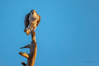 The Perch