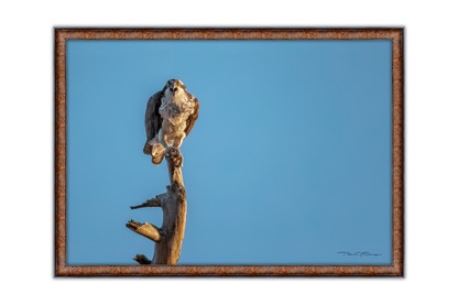 The Perch