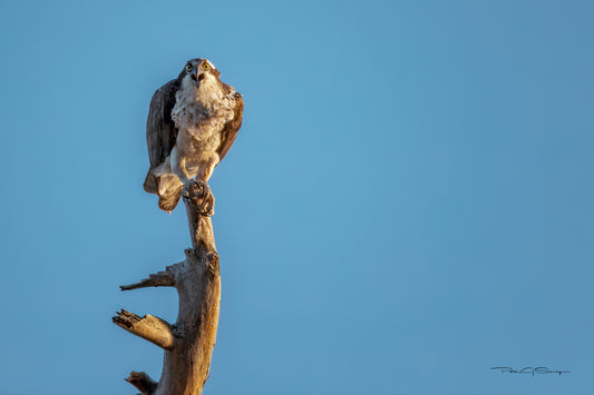 The Perch