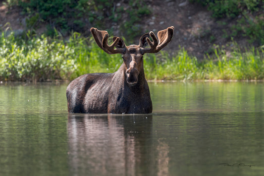 The Velvet King