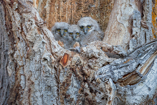 Three Little Watchers