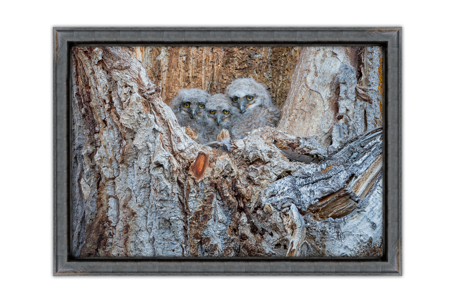 Three Little Watchers