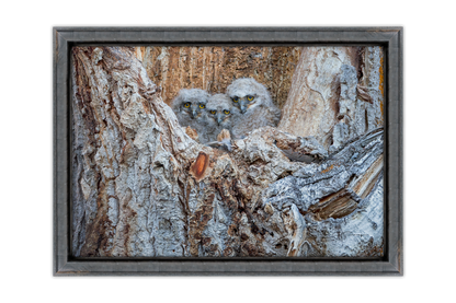 Three Little Watchers