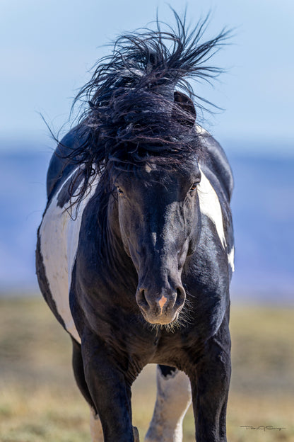 Untamed Will