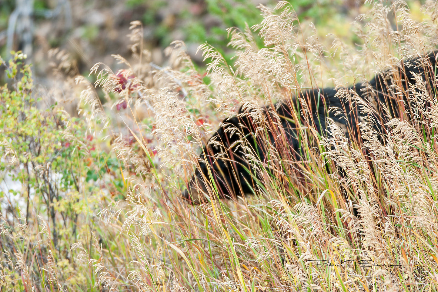 Where The Grass Whispers