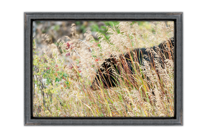 Where The Grass Whispers