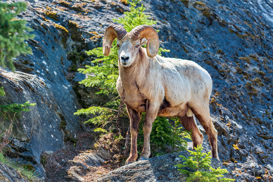 Where Warriors Stand